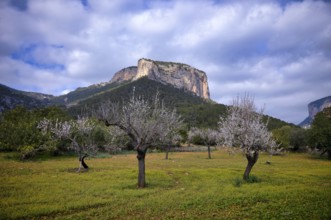 Almond blossom, almond trees, plantation, Tramuntana mountains behind, Serra de Tramuntana, Alaró,