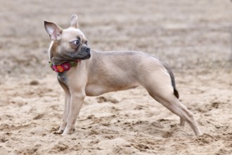Healthy CDDY gene free French Bulldog dog with very long nose and tail