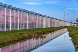 Large greenhouses for cucumbers and strawberries, over 10 hectares, the plants are artificially