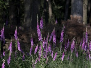 Sunlit Common foxglove (Digitalis purpurea) in the forest, Lower Rhine, North Rhine-Westphalia,