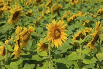 Large sunflower field with yellow flowers in full bloom, Poland, Europe