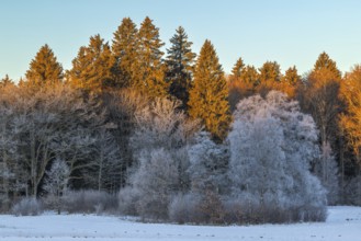 Mixed forest with frost, morning light, winter, Irndorfer Hardt, Upper Danube nature park Park,