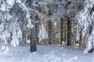 Even the tree trunks are all decorated with hoarfrost, snowy winter landscape on the Auersberg,