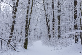 Snow-covered forest path in Spitzgrund Coswig, Saxony, Germany, Europe