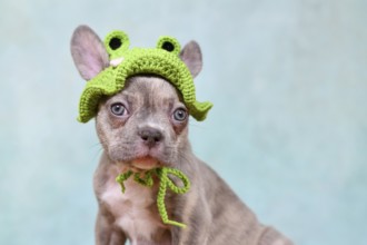 Cute young Lilac Brindle French Bulldog dog puppy with knitted frog hat