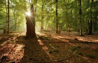 Morning atmosphere in a near-natural deciduous forest of beech and oak trees, rays of sunshine