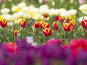 Yellow Wagtail (Motacilla flava) adult male sitting on a tulip flower, surrounded by a field of