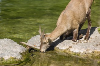 A female ibex (Capra ibex) stands on the rocky shore of a small pond and drinks the cool, fresh