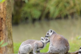 Two ring-tailed lemurs (Lemur catta) sit on a rotten tree lying on the ground and one grooms the