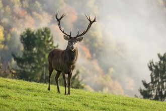 A red deer stag (Cervus elaphus) is standing in a meadow in hilly terrain. A forest with autumn