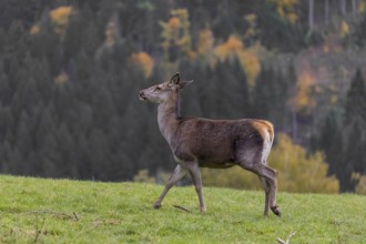 One female red deer (Cervus elaphus) stands on a meadow. A forest in fall foliage in the background