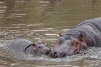 A baby hippopotamus (Hippopotamus amphibius) and its mother swimming in a river