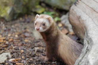 A ferret (Mustela putorius furo) stands under a dead root of a tree, searching for food
