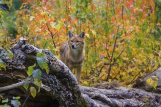 One golden jackal (Canis aureus) stands on a fallen tree trunk. Behind him is a tree in intense
