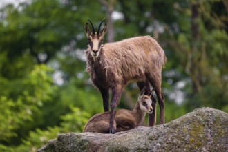 An adult female chamois (Rupicapra rupicapra) and her cub stand on a rock. A green forest is in the