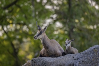 One adult female chamois (Rupicapra rupicapra) and her baby resting on a rock. A green forest in