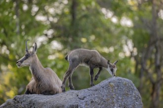 One adult female chamois (Rupicapra rupicapra) and her baby resting on a rock. A green forest in