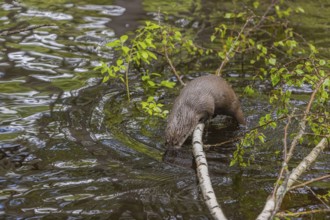 One Eurasian otter (Lutra lutra), jumping into the water from a birch tree branch lying in the