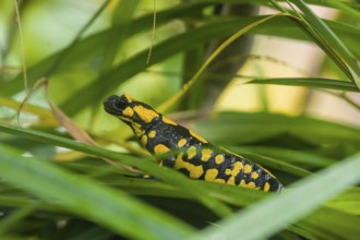 A fire salamander (Salamandra salamandra) rests in tall grass