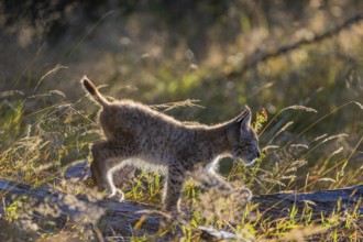 One young (10 weeks old) male Eurasian lynx, (Lynx lynx), walking over a rotten tree. Backlit