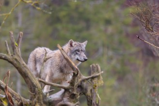 A young grey wolf (Canis lupus lupus) stands in a green meadow behind the root of a dead tree