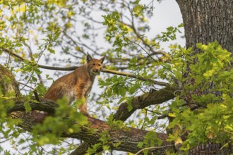 A Eurasian lynx, (Lynx lynx) sits on a branch high up in a big tree