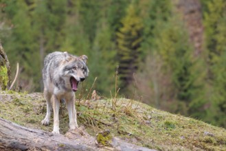 An adult male grey wolf (Canis lupus lupus) stands yawning in a meadow on the top of a hill between