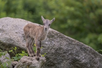 One baby ibex (Capra ibex) climbing on rocks. Some green vegetation around and a forest in the