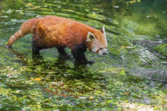 One red panda, Ailurus fulgens, balances over a log lying in the water