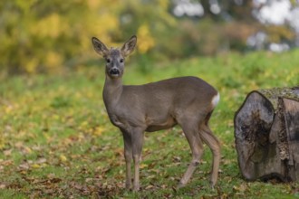 One young Roe Deer buck, (Capreolus capreolus), stands on a meadow. A tree in fall foliage is in