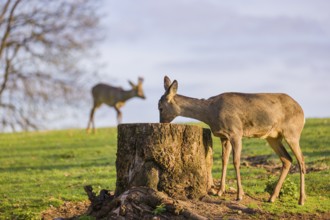 One female Roe Deer, Roe buck (Capreolus capreolus), nibbles moss from a tree stump