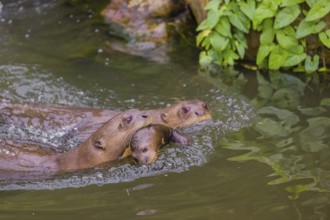 An adult giant otter or giant river otter (Pteronura brasiliensis) swims in a small river carrying