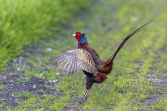 Common pheasant (Phasianus colchicus) male, cock displaying by flapping wings in field during the