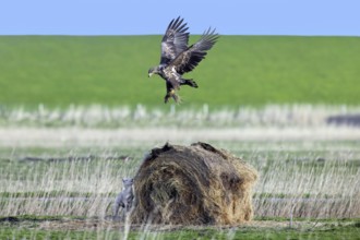Lamb hiding behind round hay bale from hunting juvenile white-tailed eagle, Eurasian sea eagle,