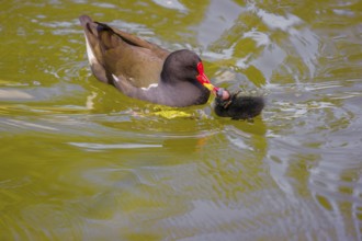 An adult common moorhen (Gallinula chloropus), swims in a pondand feeds one of her chicks