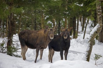 Moose, elk (Alces alces) cow, female with young bull foraging in the snow in coniferous forest with