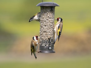 European Goldfinch (Carduelis carduelis), three adult birds feeding on seeds, at bird feeding