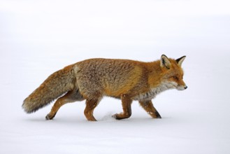 Red fox (Vulpes vulpes) hunting in the snow in winter