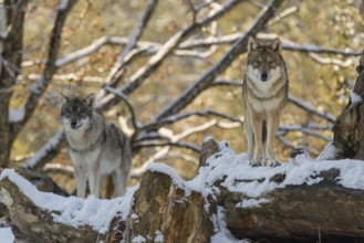 Two grey wolves (Canis lupus lupus) stand on a snow-covered hill behind a fallen tree on a cold,