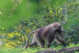 An adult male gelada (Theropithecus gelada), or bloodheart monkey, runs across a green meadow. A