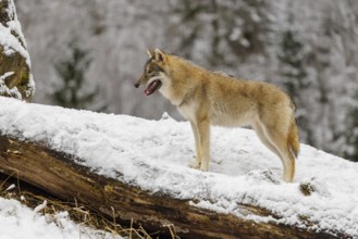 A young grey wolf (Canis lupus lupus) stands on a sloping, snow-covered meadow on a cold, cloudy