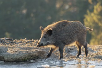 A wild boar (Sus scrofa) drinks water from a small frozen pond with broken ice
