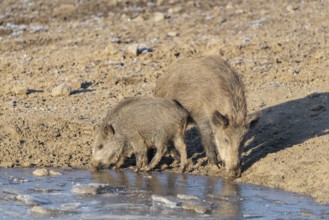 Two wild boars (Sus scrofa) (adult and young one) stand at the shore of a small frozen pond with