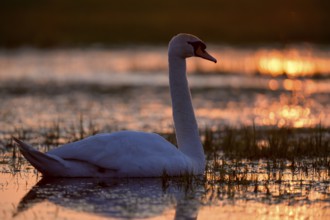 Mute swan (Cygnus olor), swimming in a wet meadow, at sunset, backlit, Ochsenmoor, Dümmer,