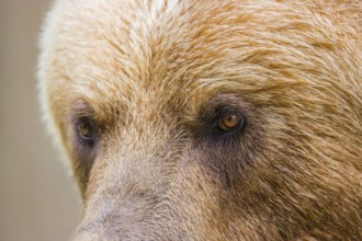 Portrait of a Kamchatka brown bear (Ursus arctos piscator)