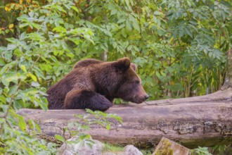 A young male Eurasian brown bear (Ursus arctos arctos) rests on a rotting log lying on the ground