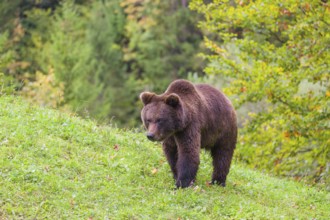 A young male Eurasian brown bear (Ursus arctos arctos) walks across a meadow along autumnal colored