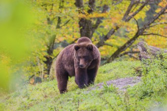 A young male brown bear (Ursus arctos arctos) stands on top of a small hill. Trees in fall foliage