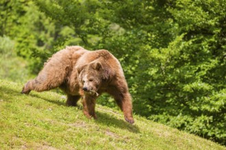 An adult female brown bear (Ursus arctos arctos) playing with a stick on hilly terrain