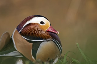 Mandarin duck (Aix galericulata), drake, mating season, on land, resting, portrait, Heiligenhaus,